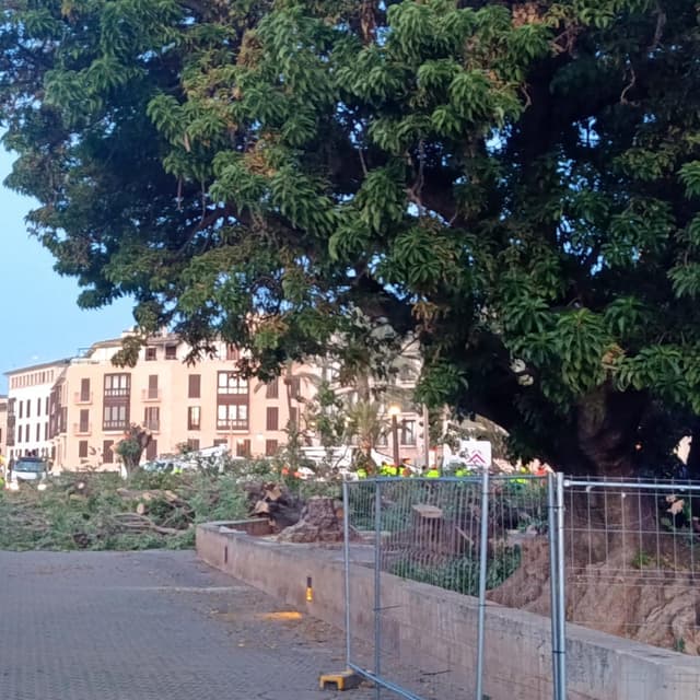 L'Ajuntament de Palma tala els arbres de la plaça de Llorenç Villalonga: "És una vergonya"